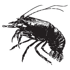 Bold retro shrimp drawing, perfect for seafood art lovers. Detailed black and white sketch for decor and prints