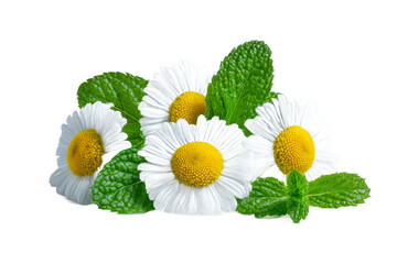 A vibrant arrangement of fresh daisies and mint leaves, showcasing their natural beauty against a clean background, perfect for floral designs or gardening themes