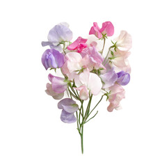 A vibrant bouquet of sweet pea flowers in soft pastel colors, showcasing delicate petals and lush greenery, perfect for floral arrangements and enhancing interior decor