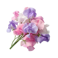 A vibrant bouquet of sweet peas in shades of pink, purple, and white, elegantly arranged with delicate petals and lush greenery, set against a clean background for a fresh, natural look