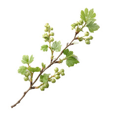 A close-up view of a green currant branch featuring small, unripe berries and vibrant leaves, set against a neutral background, ideal for culinary or gardening contexts