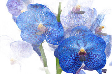 Vibrant blue orchids in full bloom, showcasing intricate patterns and textures, set against a soft blurred background, perfect for floral-themed designs or nature-focused projects