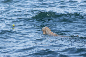 Dog playing with a tennis ball at the lake