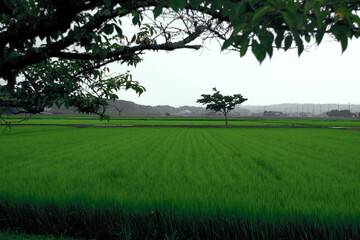 兵庫県・平池公園にて