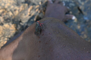 Kalidasa albiflos planthopper. It is a species of planthopper in the family Fulgoridae found in India. It was previously known as Kalidasa lanata.
