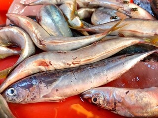 Obraz premium sea fish sold at the fish market