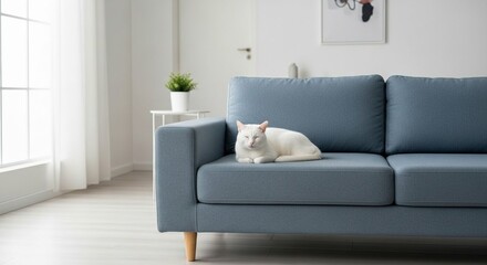 Fototapeta premium Minimalist White Cat on Blue Sofa