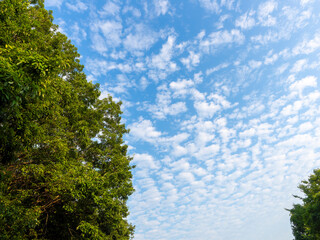 Obraz premium 青空と新緑の樹木