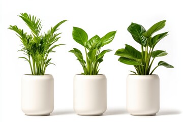Trio of Decorative Green Plants in Modern White Pots for Home and Office Environments