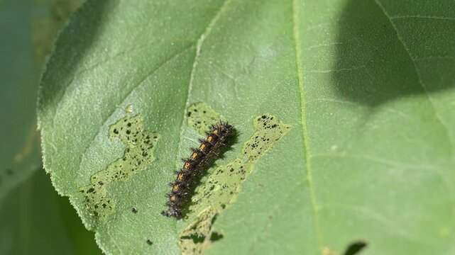 Gorgone checkerspot butterfly caterpillar on a leaf of its host plant, sunflower