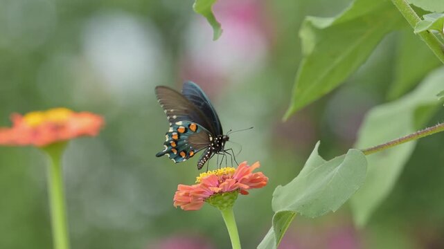 Wide view of a Pipevine Swallowtail butterfly on a Zinnia flower, in slow motion