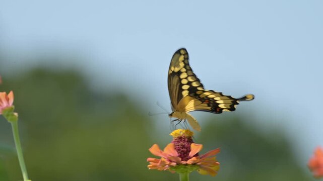 Beautiful Giant Swallowtail butterfly on a Zinnia flower on a windy summer day