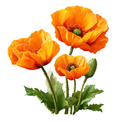 Orange Poppy Flowers on transparent background.