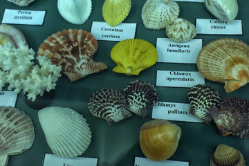 A collection of sea shells of various species, neatly displayed in a display case with their Latin...