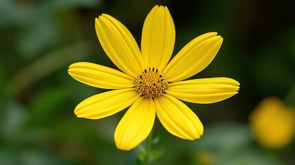 Obraz premium Yellow flower with green background showing petals and center detail.