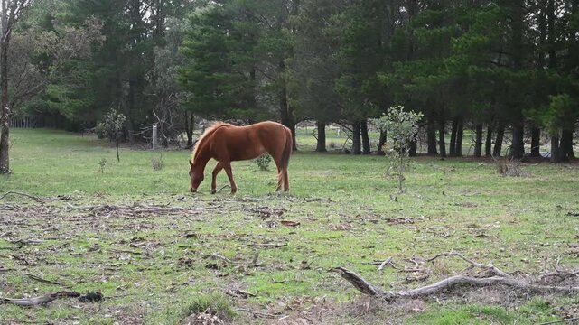 Australian brumby horse grazing on a farm pasture