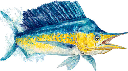 Atlantic Sailfish illustration, blue and yellow, detailed rendering.