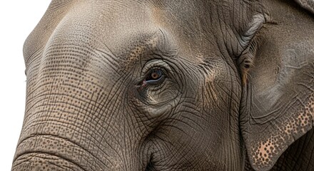 Fototapeta premium A detailed close-up of an elephant's face, showing its expressive eye, large ear, and wrinkled grey skin against a white background.