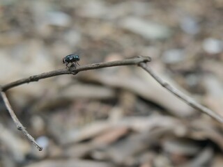 A green fly perches on a dry twig with a blurred background.