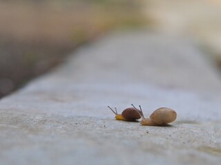 Two small snails crawled on the surface of the outdoor cement floor.