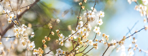 Banner White cherry blossom Pastel flower floral soft nature bloom blurred background. Romance flower plum tree botanic garden bloom spring season. Banner Cherry blossom petals plant with copy space
