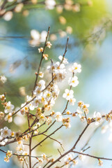 Vertical Horizon White cherry blossom Pastel flower floral soft nature bloom blurred background. Romance flower plum tree botanical bloom spring season. Vertical Beauty Cherry blossom petals plant