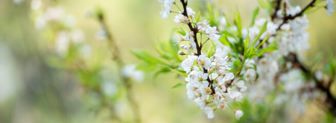Banner White cherry blossom Pastel flower floral soft nature bloom blurred background. Romance flower plum tree botanic garden bloom spring season. Banner Cherry blossom petals plant with copy space