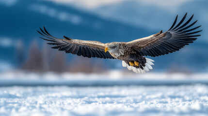 Fototapeta premium Majestic Eagle Soaring Over Snowy Landscape with Spreading Wings in Search of Prey