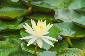 夏の雨降りの池　ハスの花や葉が水滴に濡れる76