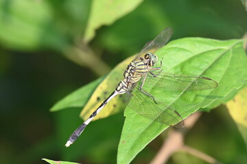 Orthetrum sabina dragonfly. Its common names  slender skimmer and  green marsh hawk. This  is a species of dragonfly in the family Libellulidae. 
