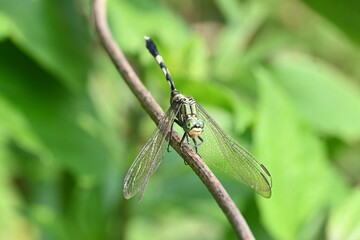 Orthetrum sabina dragonfly. Its common names  slender skimmer and  green marsh hawk. This  is a species of dragonfly in the family Libellulidae. 