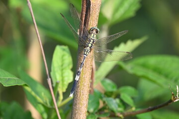 Orthetrum sabina dragonfly. Its common names  slender skimmer and  green marsh hawk. This  is a species of dragonfly in the family Libellulidae. 