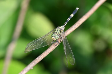 Orthetrum sabina dragonfly. Its common names  slender skimmer and  green marsh hawk. This  is a species of dragonfly in the family Libellulidae. 