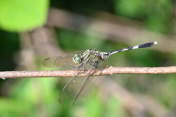 Orthetrum sabina dragonfly. Its common names  slender skimmer and  green marsh hawk. This  is a species of dragonfly in the family Libellulidae. 