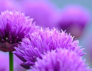 Chive blossoms in ethereal purple haze offer a delicate floral showcase of spring beauty