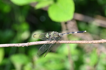 Orthetrum sabina dragonfly. Its common names  slender skimmer and  green marsh hawk. This  is a species of dragonfly in the family Libellulidae. 
