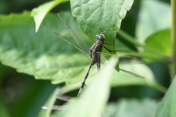 Orthetrum sabina dragonfly. Its common names  slender skimmer and  green marsh hawk. This  is a species of dragonfly in the family Libellulidae. 