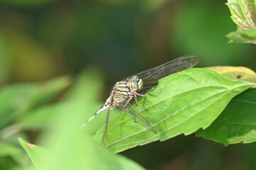Orthetrum sabina dragonfly. Its common names  slender skimmer and  green marsh hawk. This  is a species of dragonfly in the family Libellulidae. 