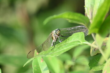 Orthetrum sabina dragonfly. Its common names  slender skimmer and  green marsh hawk. This  is a species of dragonfly in the family Libellulidae. 