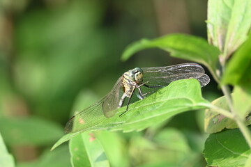 Orthetrum sabina dragonfly. Its common names  slender skimmer and  green marsh hawk. This  is a species of dragonfly in the family Libellulidae. 