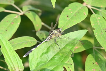 Orthetrum sabina dragonfly. Its common names  slender skimmer and  green marsh hawk. This  is a species of dragonfly in the family Libellulidae. 