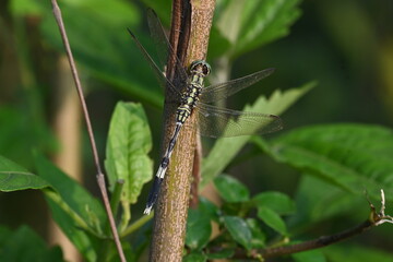 Orthetrum sabina dragonfly. Its common names  slender skimmer and  green marsh hawk. This  is a species of dragonfly in the family Libellulidae. 