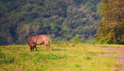 Spotted brown deer wild animal grazing grass in green national forest park on morning sunrise. Japanese deer eat green grass meadow wildlife zoo. Wilderness animal outdoors in fawn natural meadow