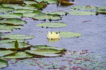 夏の雨降りの池　ハスの花や葉が水滴に濡れる85