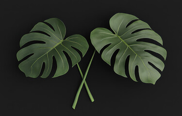 Large monstera leaves arranged symmetrically on dark background create striking visual. vibrant green foliage showcases unique cutouts and texture, evoking sense of tropical elegance