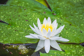 夏の雨降りの池　ハスの花や葉が水滴に濡れる94