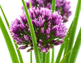 Detailed botanical study of allium flower clusters with water droplets