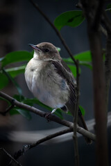 Common Nightingale bird on a branch      