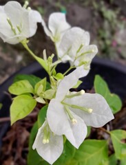 apple tree flowers