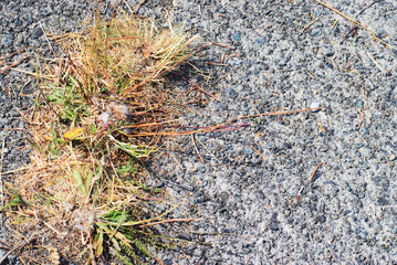 Weeds coming through cracked cement